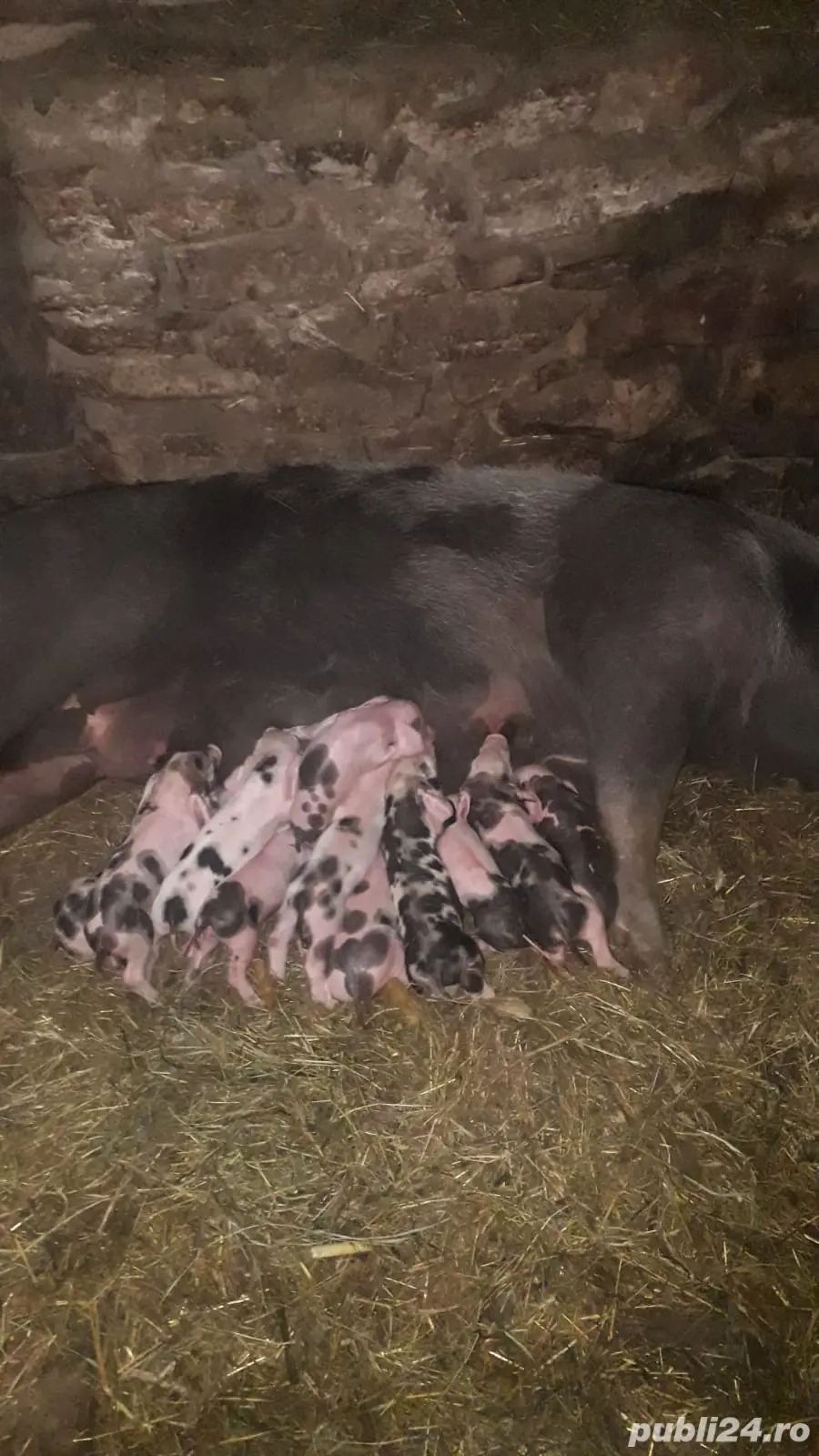 scroafă de vânzare 