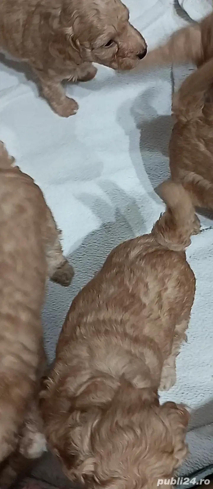 catel pudel mini Toy