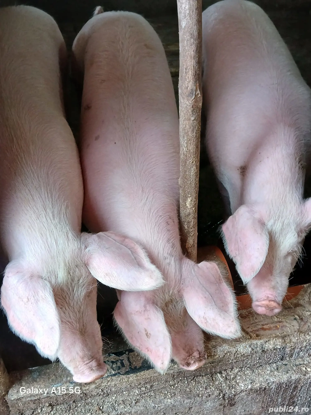 Scroafa gestantă de vânzare 