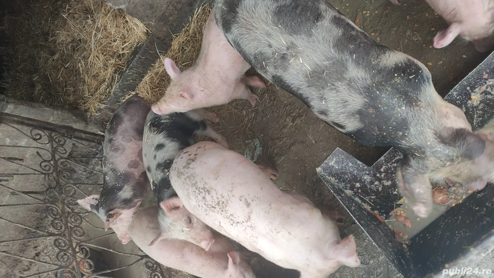 pureci de vanzare diferite mărimi rasă petriean cu landras 