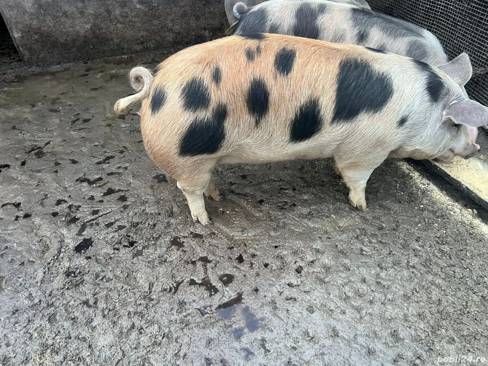 Vând porci 13 lei kg