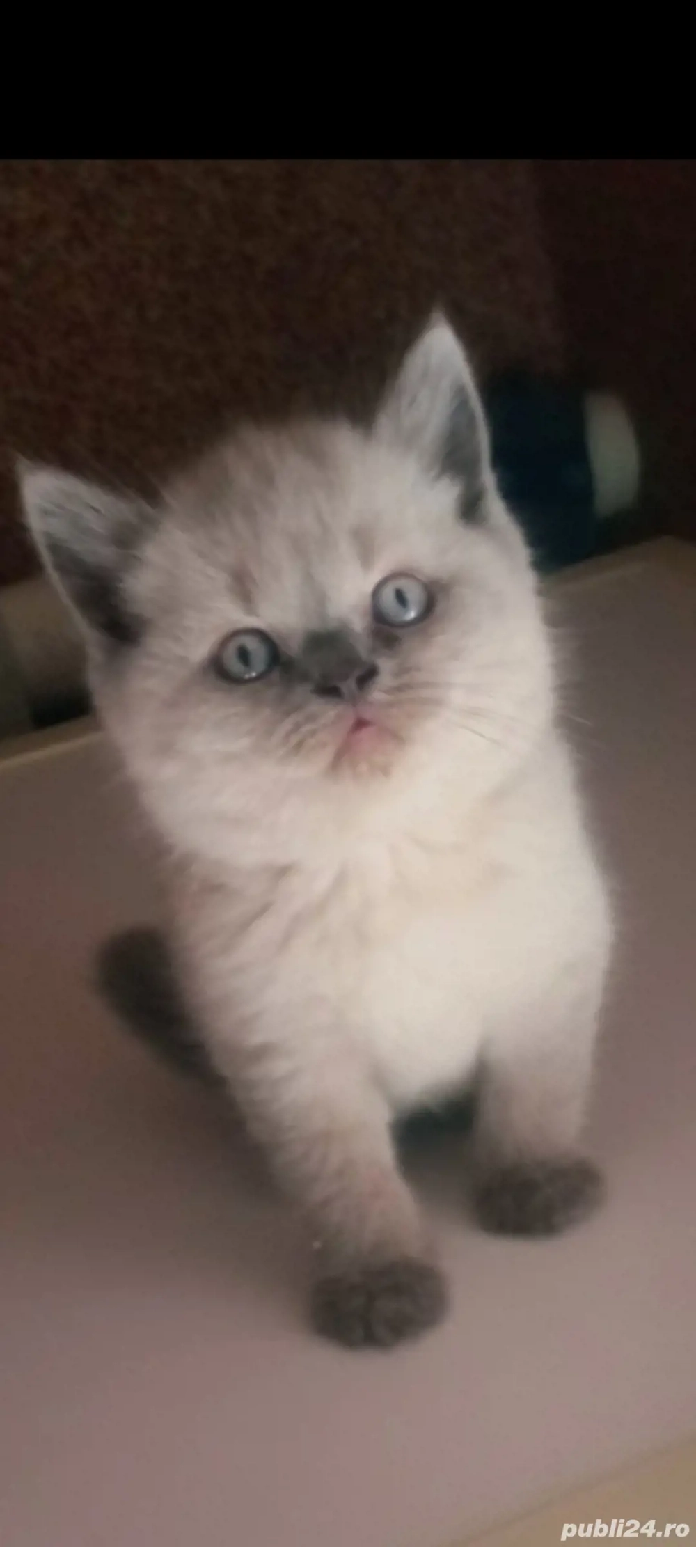 British Shorthair bluepoint!!!