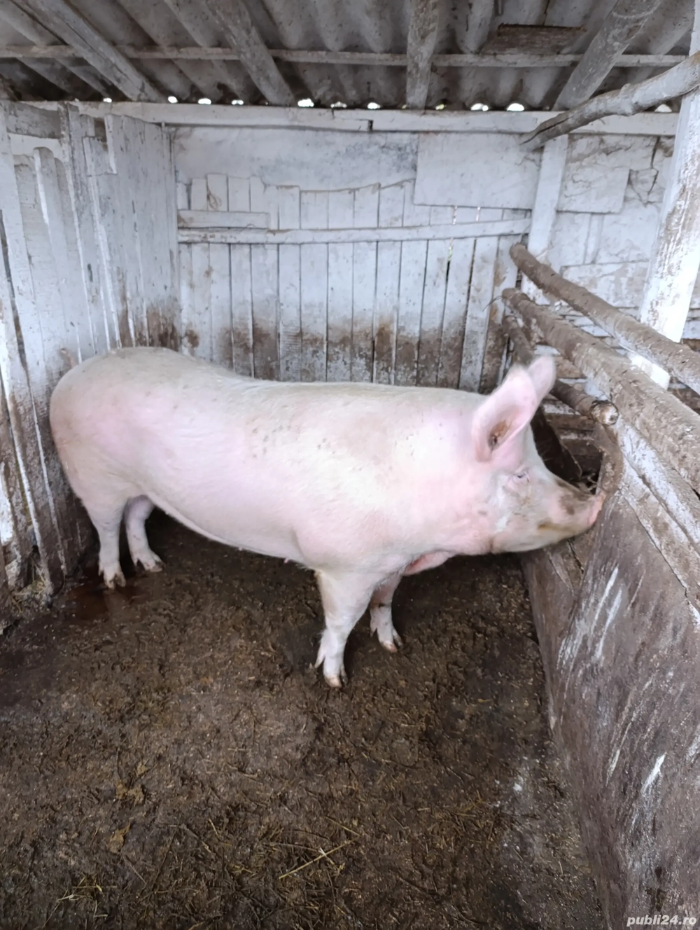 Porc sau jumătate porc 