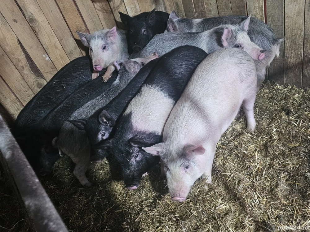 vând 10 soldani rasa de calitate de carne 40-45-50 kg 7 mascul castrați 3 femele  