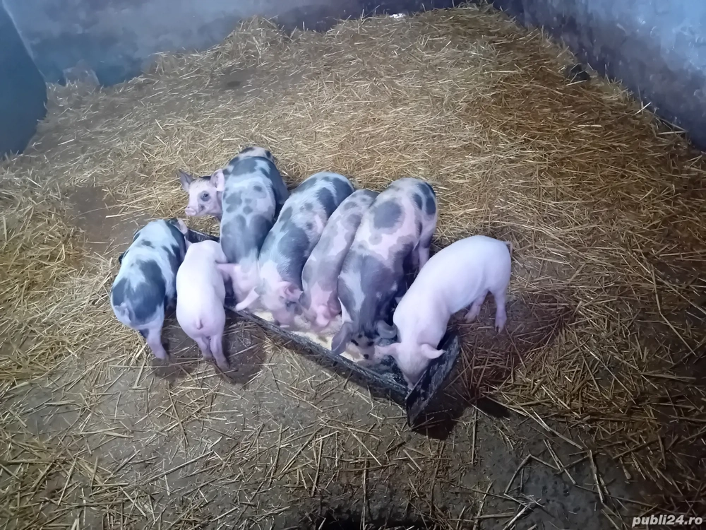 Vand 5 purcei marele alb si petrani de 7 saptamani