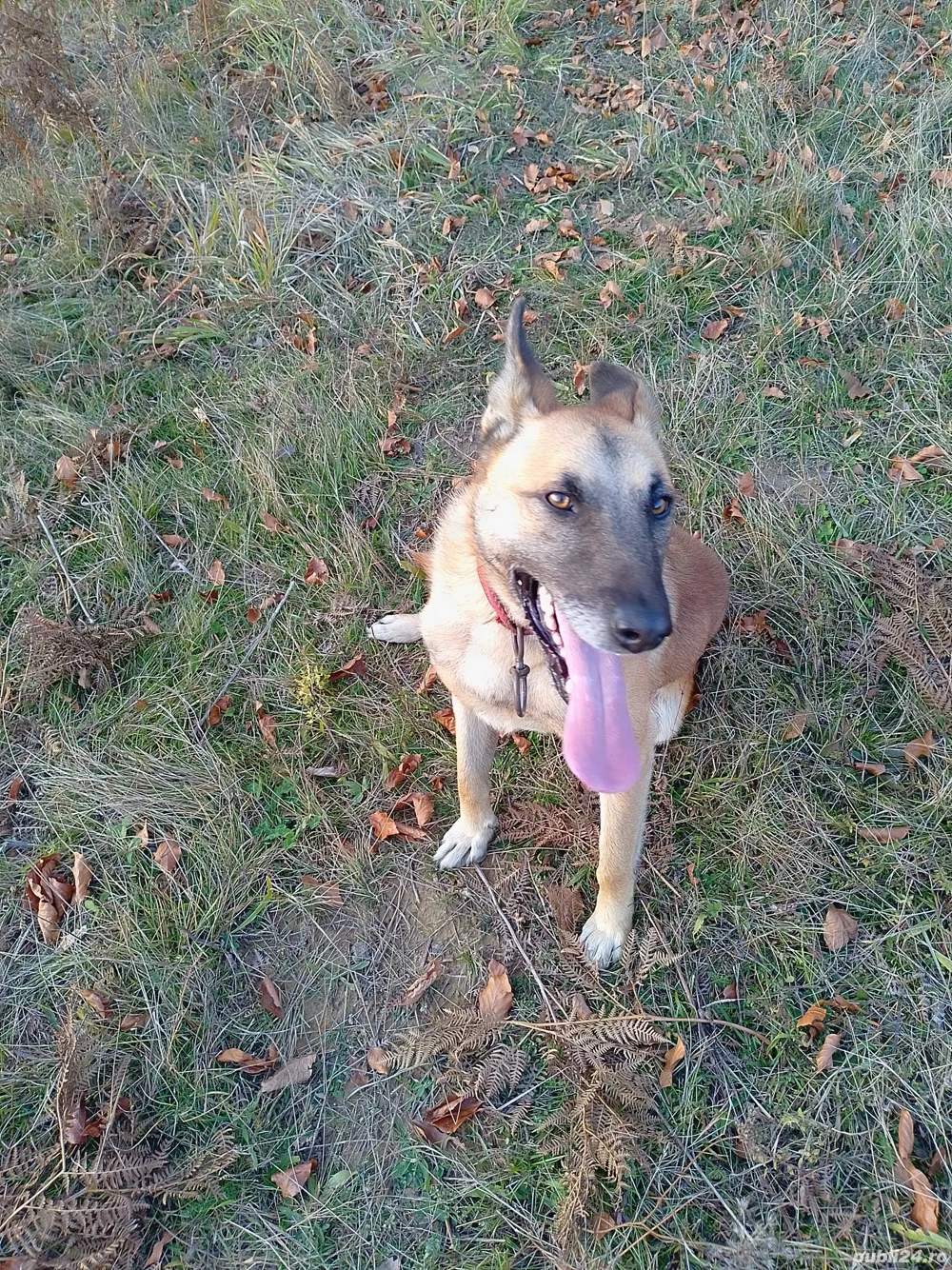 donez câine rasa maloinois 