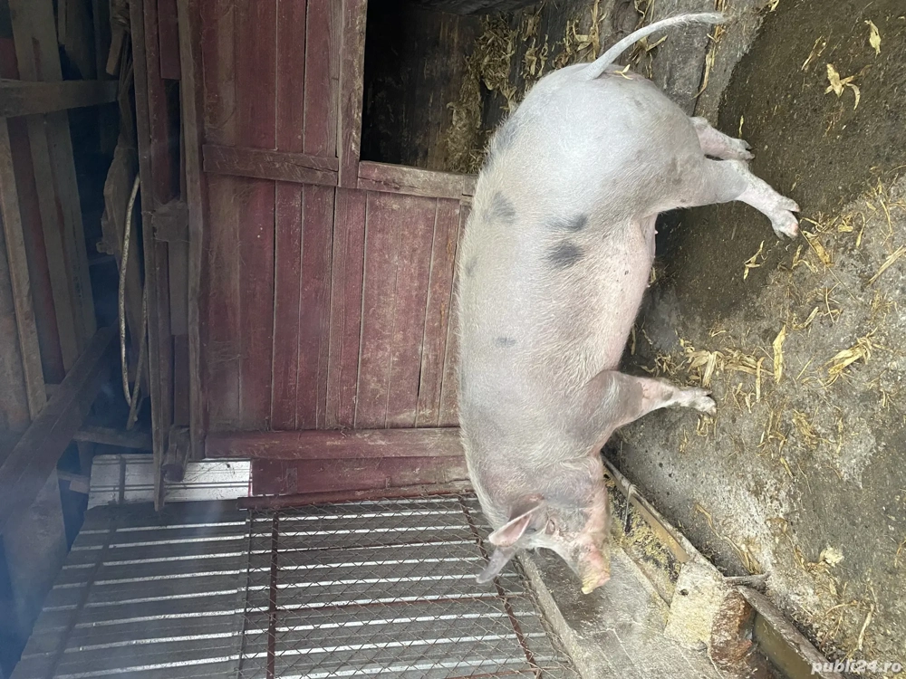 Porci pentru sacrificat 