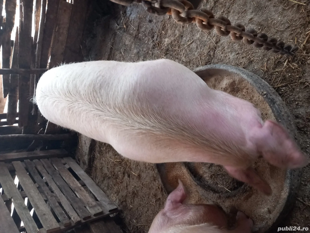 porci  vânzare  greutate.200....230kg 