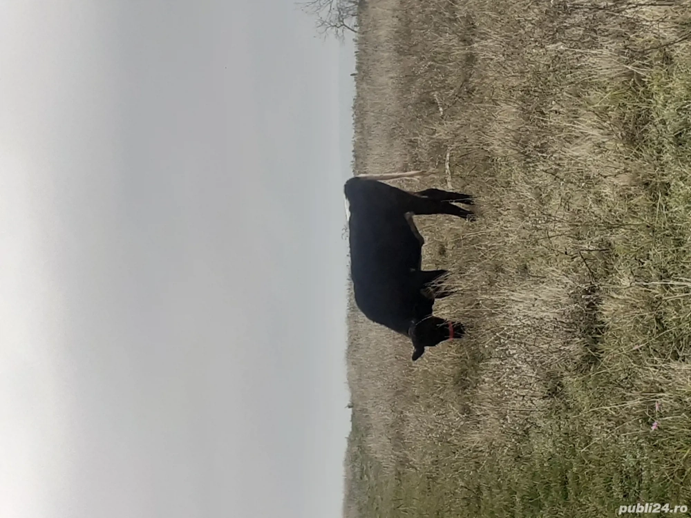 Vând Viața La prețul de 36000 RON 