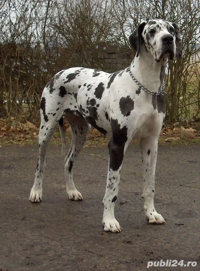 Accept donații câini de rasa 