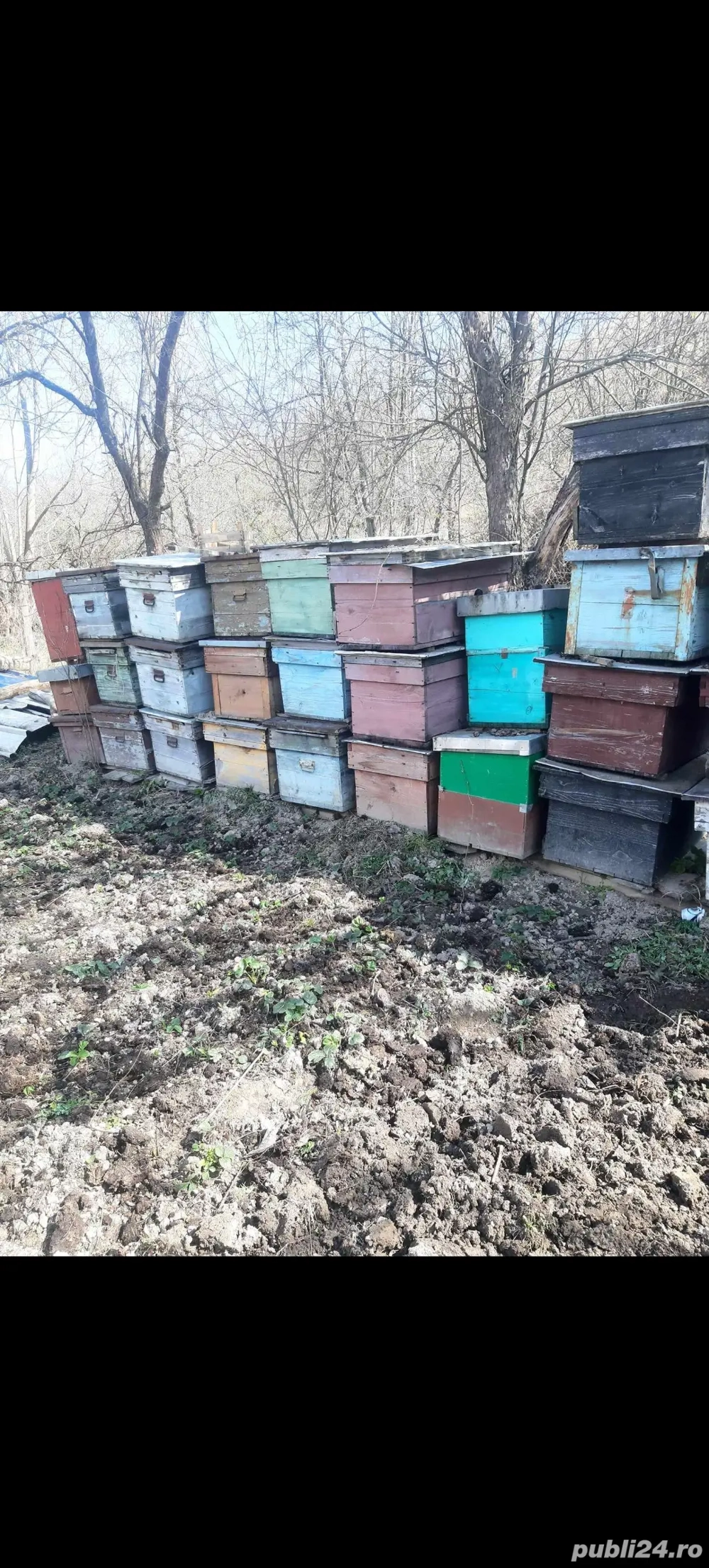 Lăzi de stupi, magazii și micronuclee 