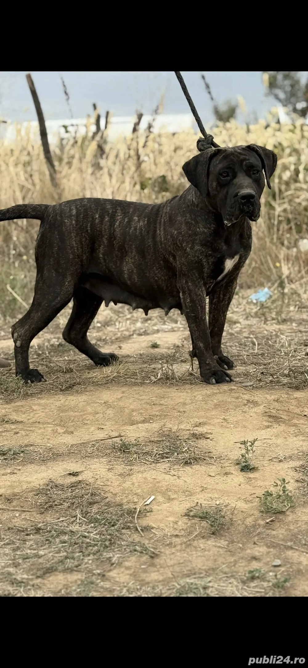 Femela presa canario