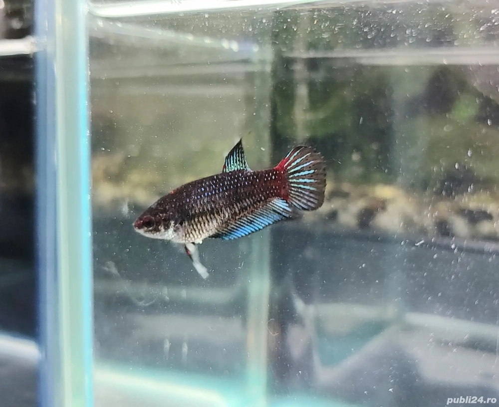 Betta femele pesti acvariu 