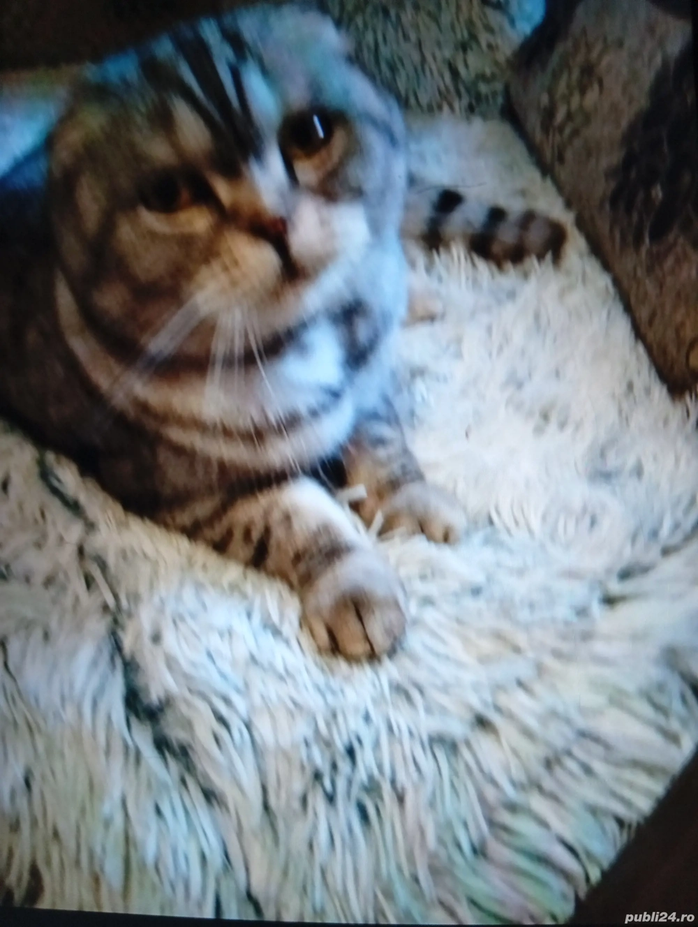 Vind pisică Scottish fold shorthair 