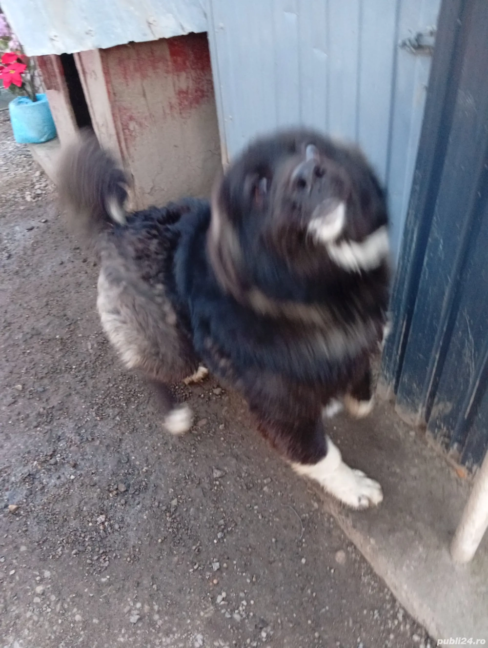 Vind cățelușă corb de Bucovina 