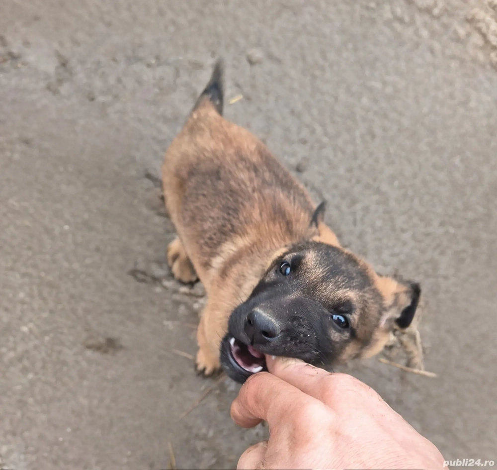 Ciobănesc belgian malinois