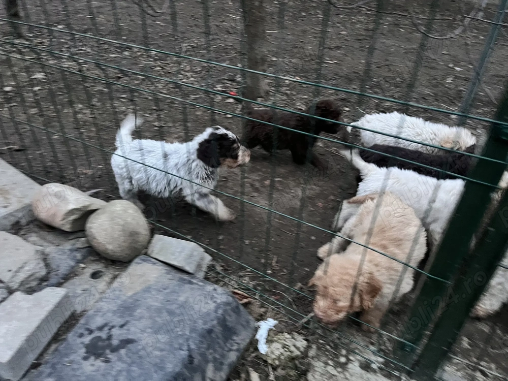 Vând câini Lagotto Romagnolo 