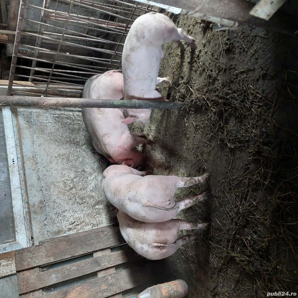 Schimba cotetu 55kg+