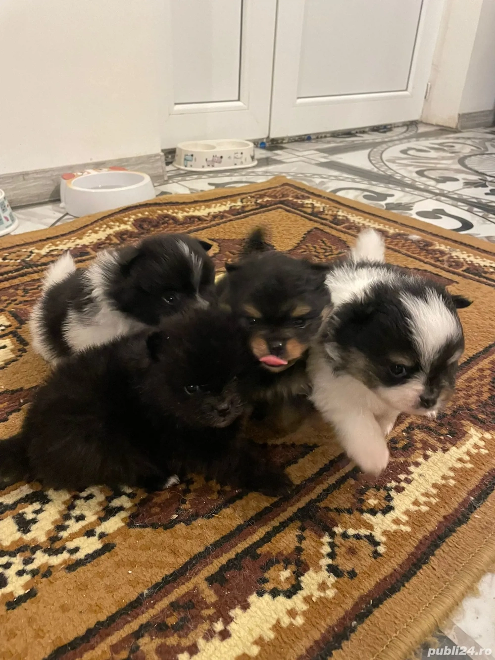 Pomeranieni de vânzare 