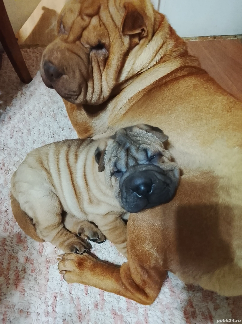 Puiuți de Sharpei caută căsuța noua...
