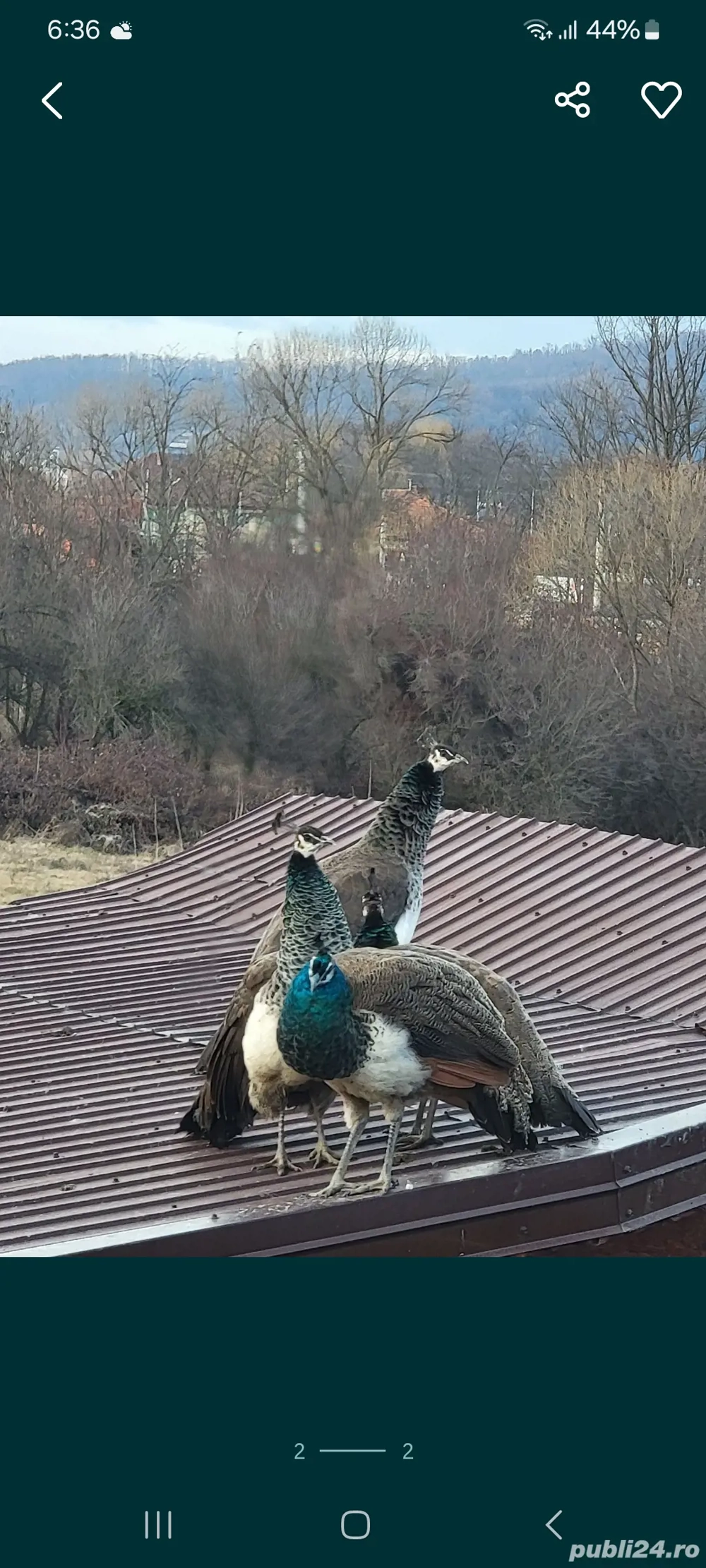 Păun crescut liber indian blue