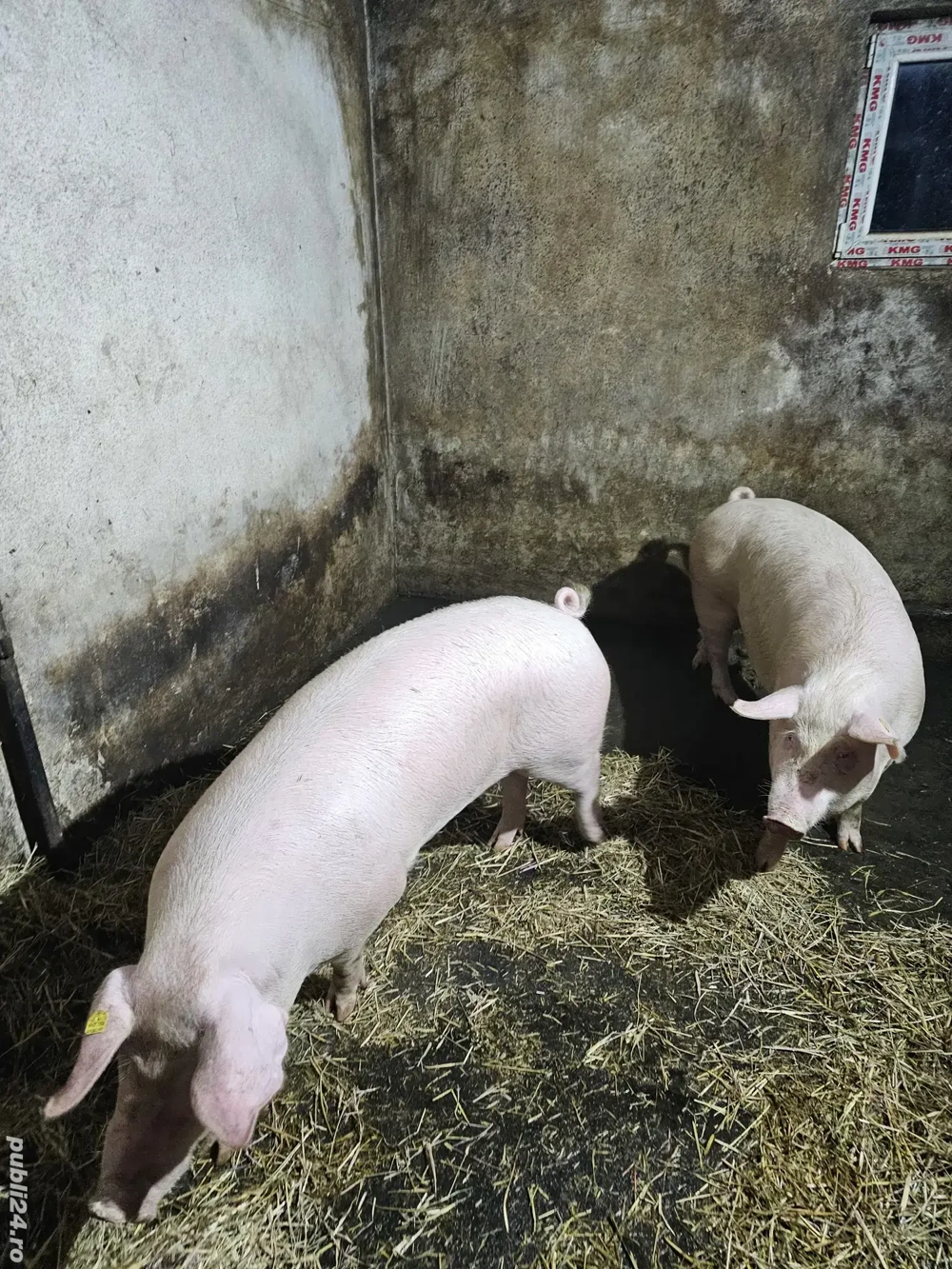 Vând Porci 120 - 160 kg 