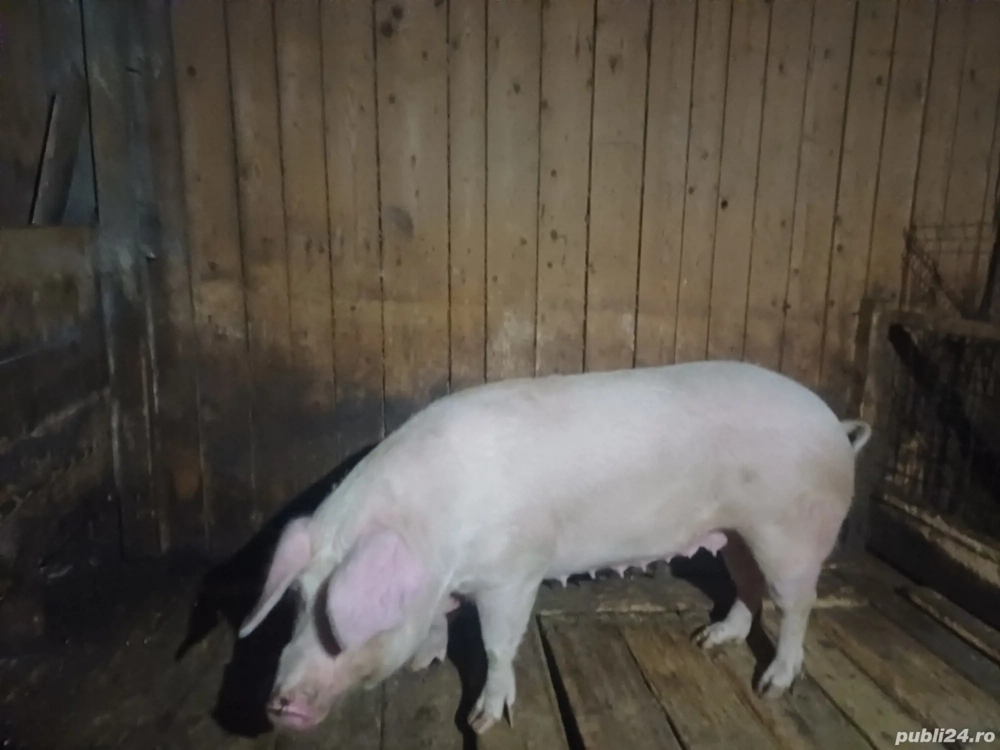 Vând poarcă la 250-270kg