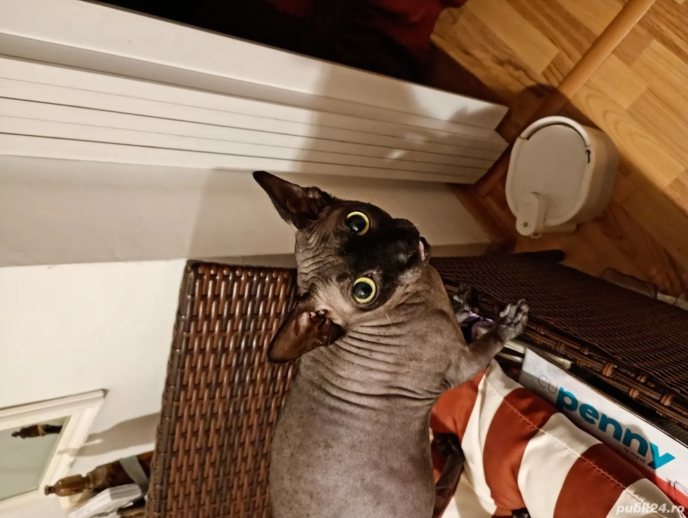 Vând motanel Sphix  negru 