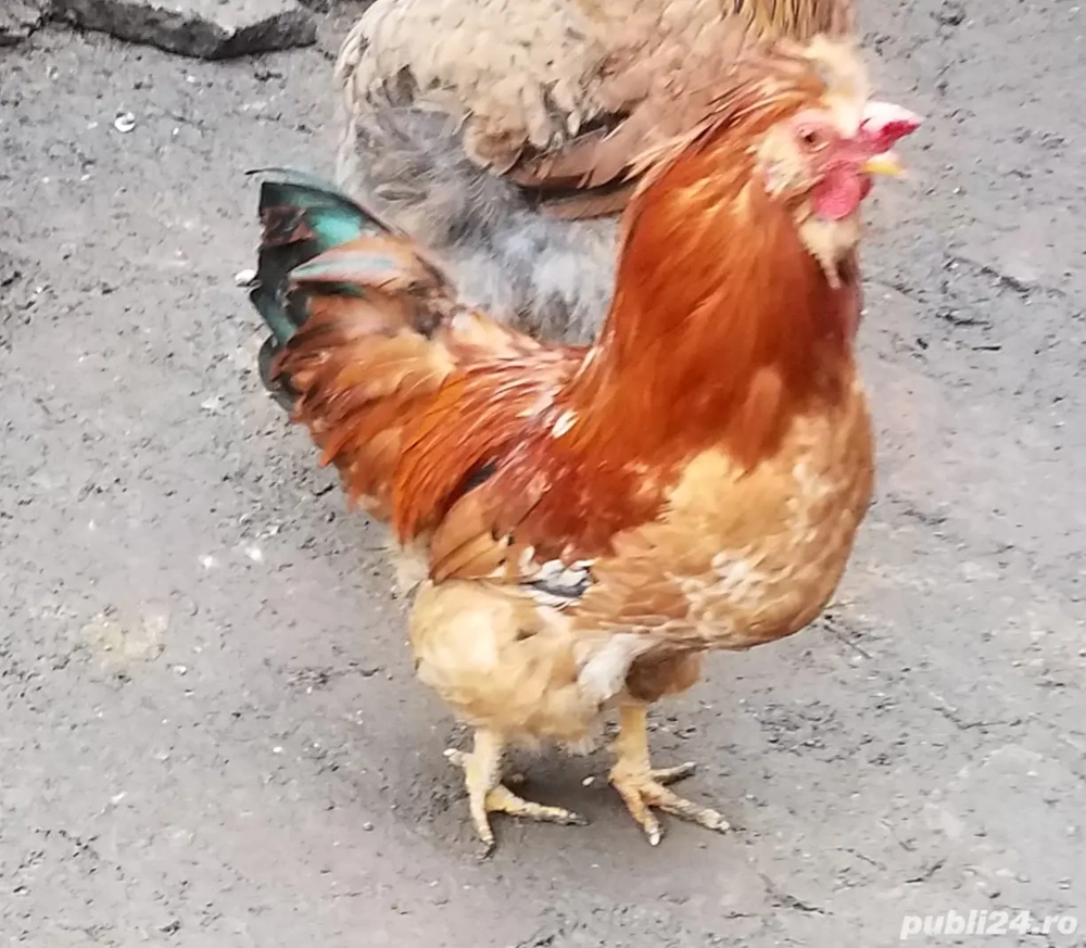 vind cocos rasa Ameraucana