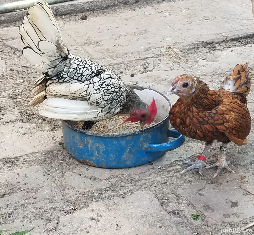 vind pereche rasa pura sebright 