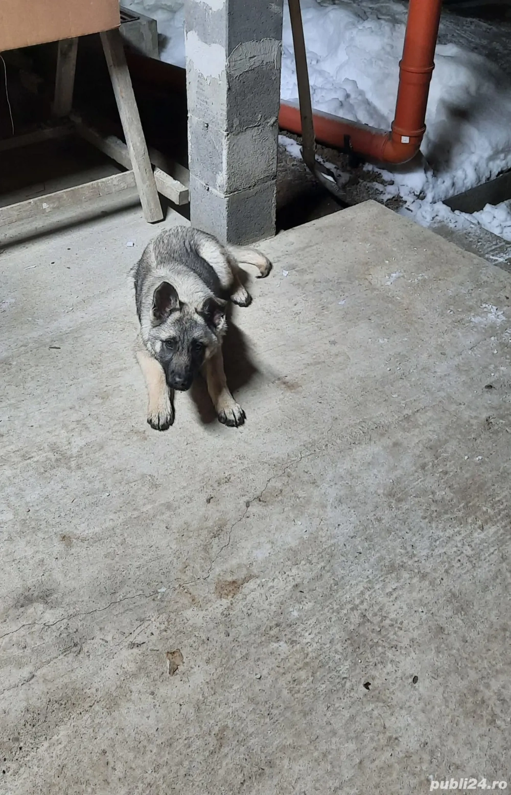 vând cățelusa ciobanesc german 