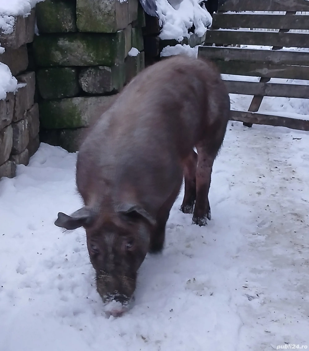 Vand vierus sau schimb cu scroafa