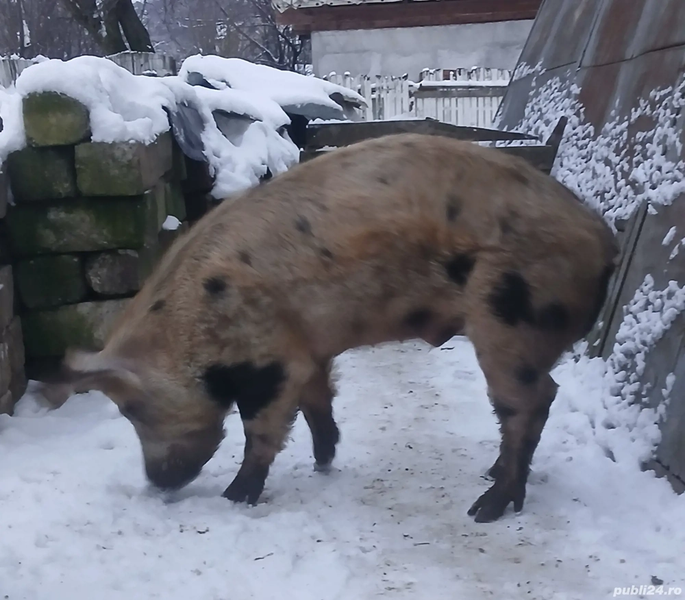 Vand vier de 160 kg sau schimb cu scroafa