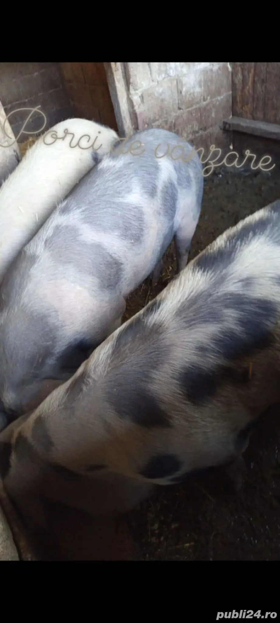 Vând porci de casă 