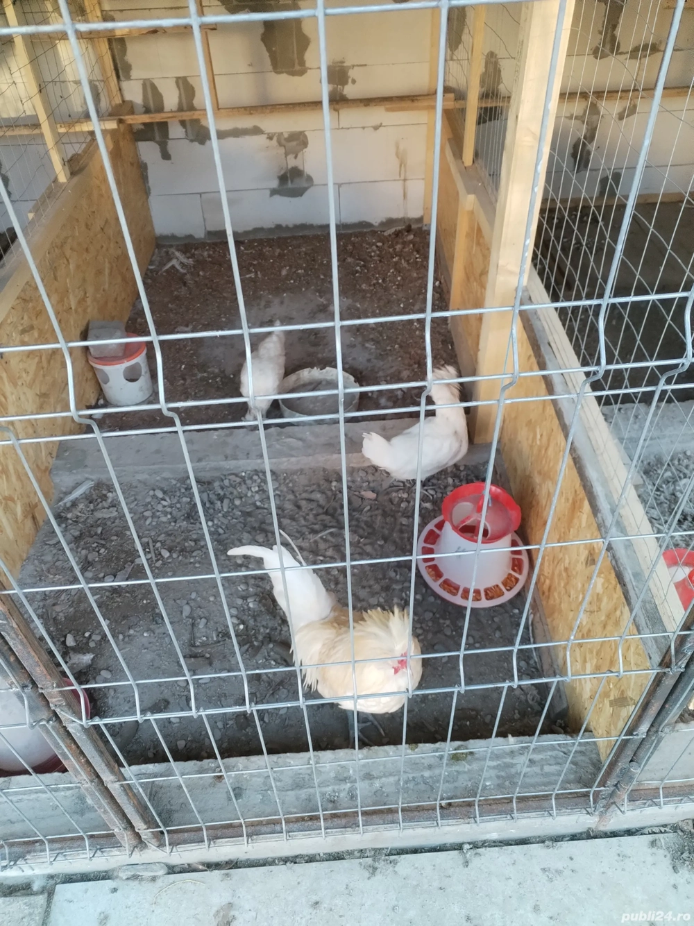 Familie 2+Paduana + 3 pui de anul asta din Ianoarie unul argintiu din iunie 2025