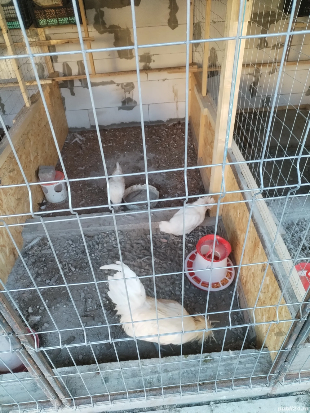 Familie 2+1Paduana din iunie 2025