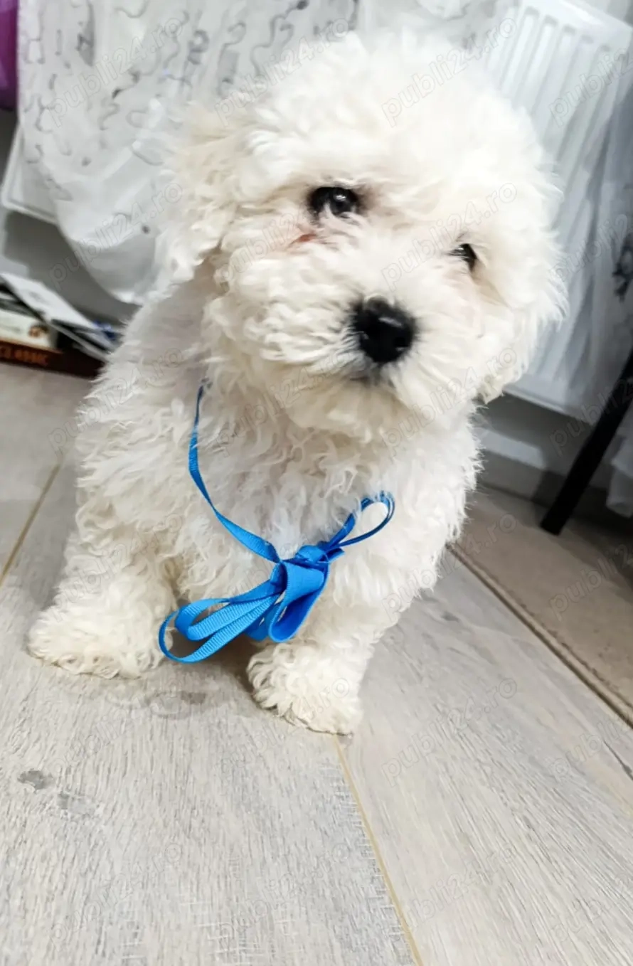 Vand cățel Bichon Maltese 