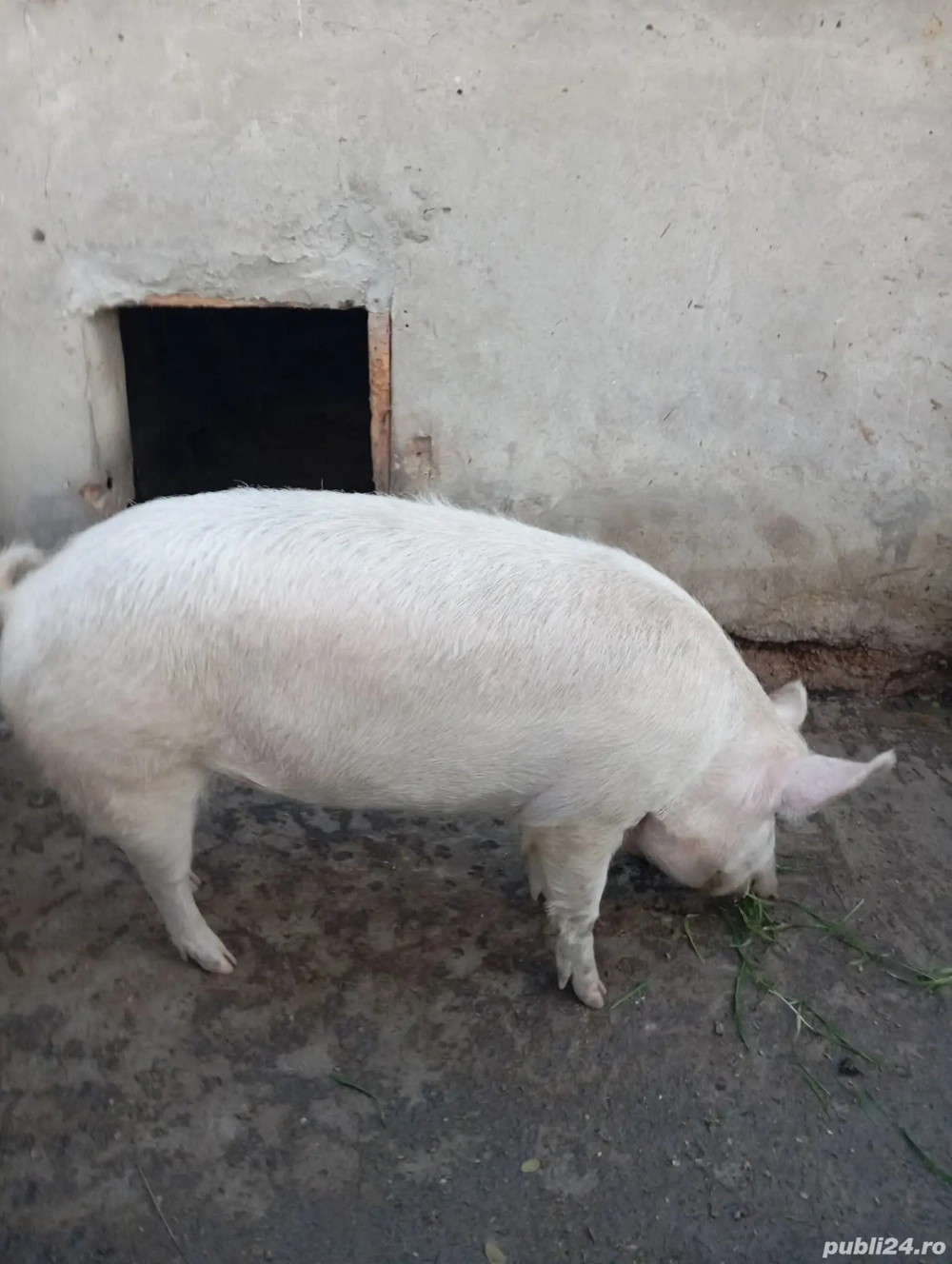 Porc crescut natural