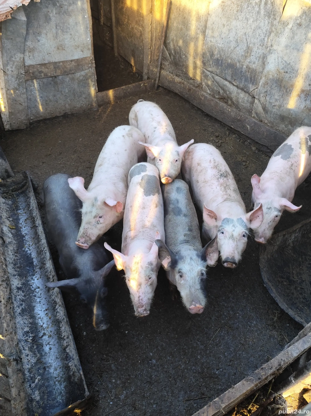 vând purcei și un tăuraș 