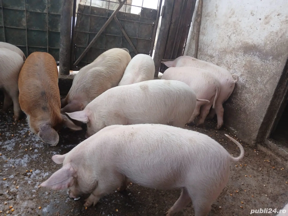 Vând purcei de 12 săptămâni 