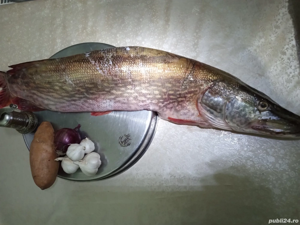 Vand stiuca captura Dunare , gust impresionant :) 