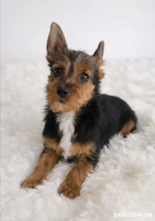 Mascul Yorkshire terrier 