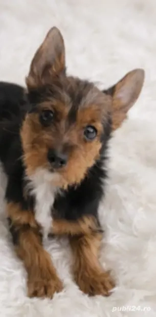 Baiat Yorkshire 6 luni de vânzare 