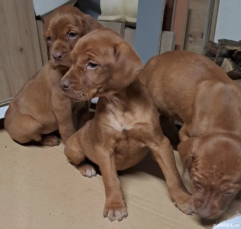 De vanzare Vijla maghiara 