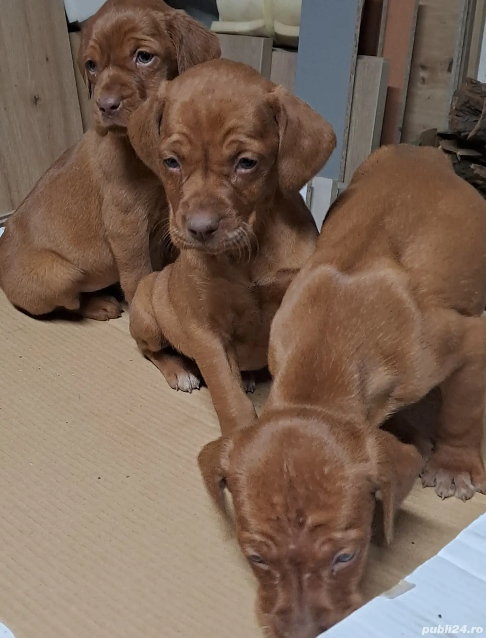 Catei vijla maghiara