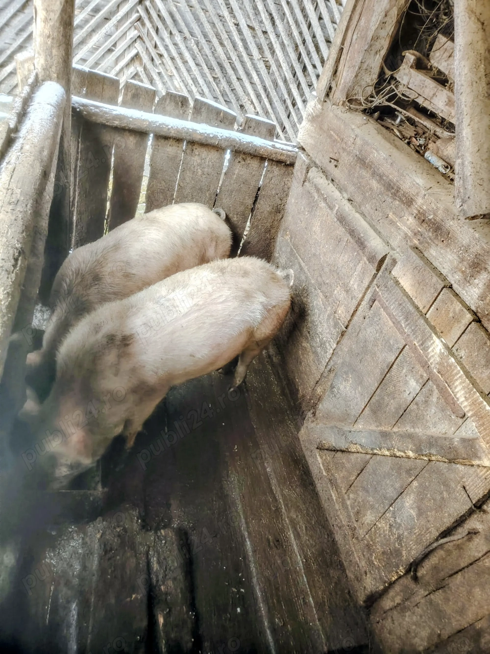 Scrofițe de vânzare 