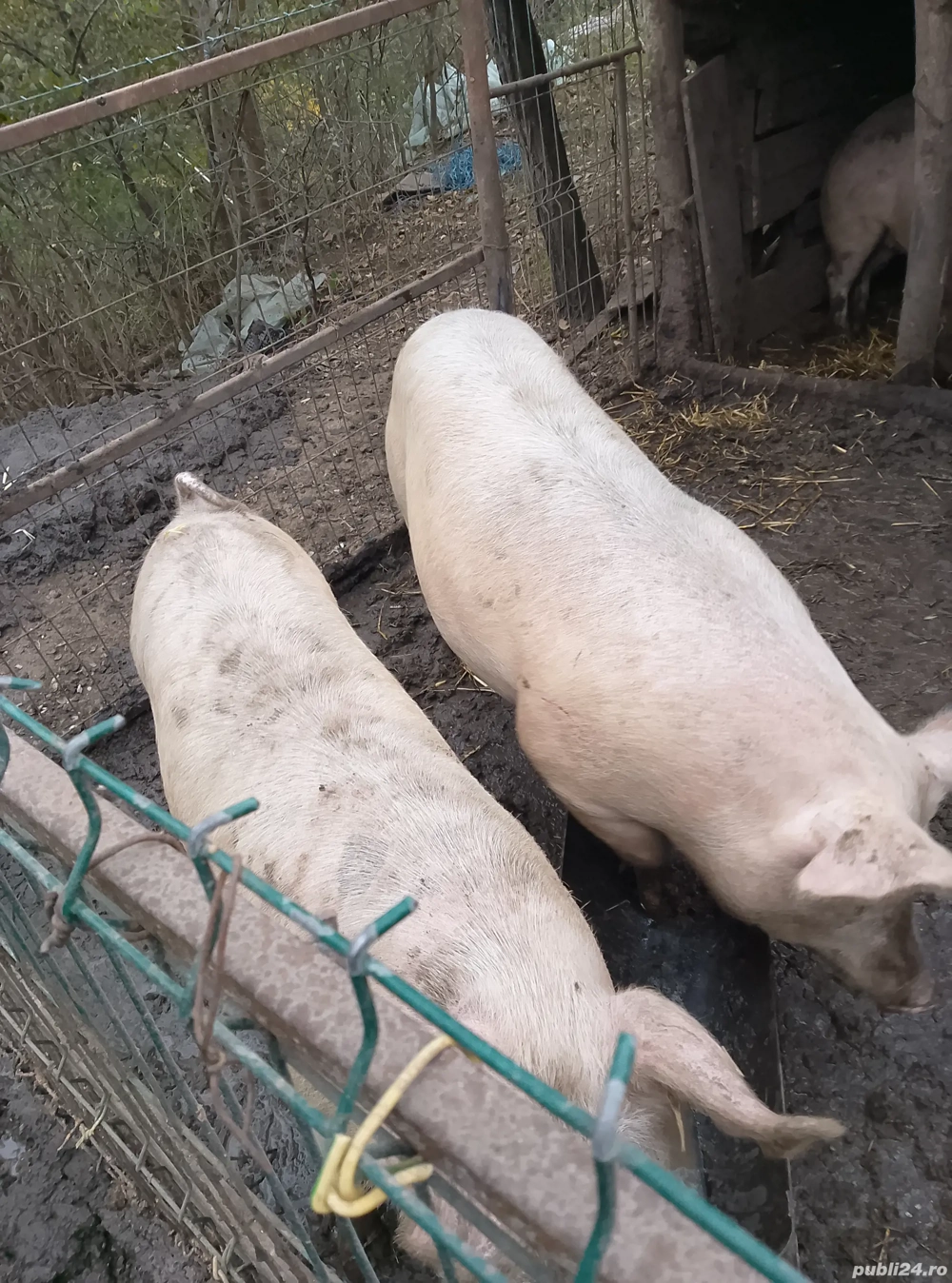 Disponibili 2 bucăți 