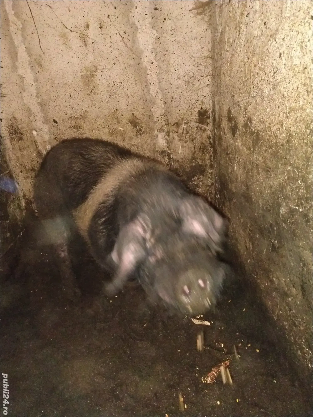 disponibil vier bazna 