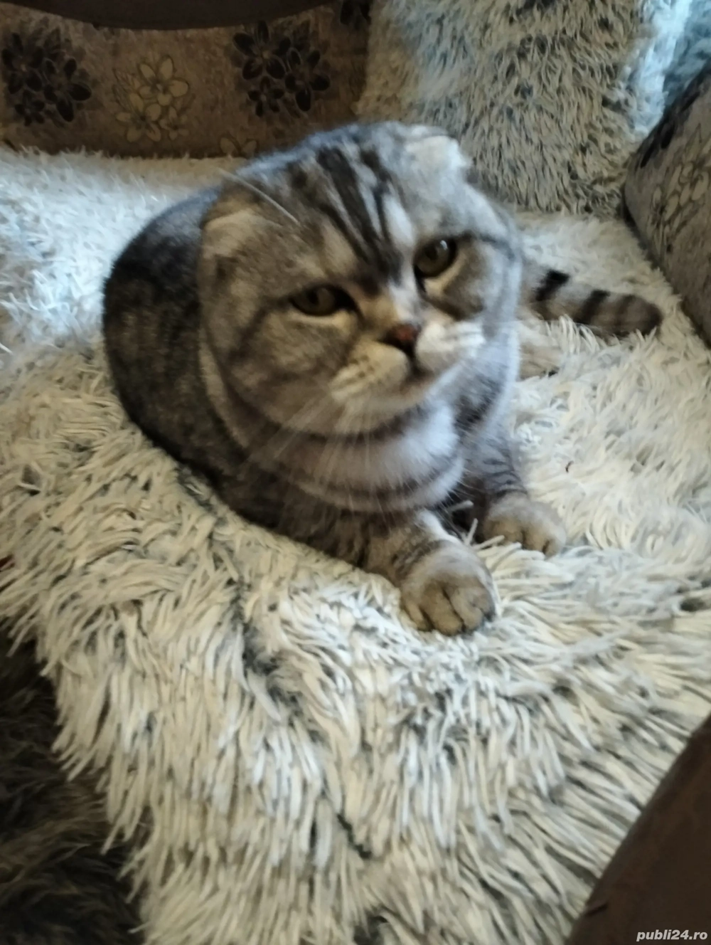 Vind pisică de rasă Sorttishhi fold 