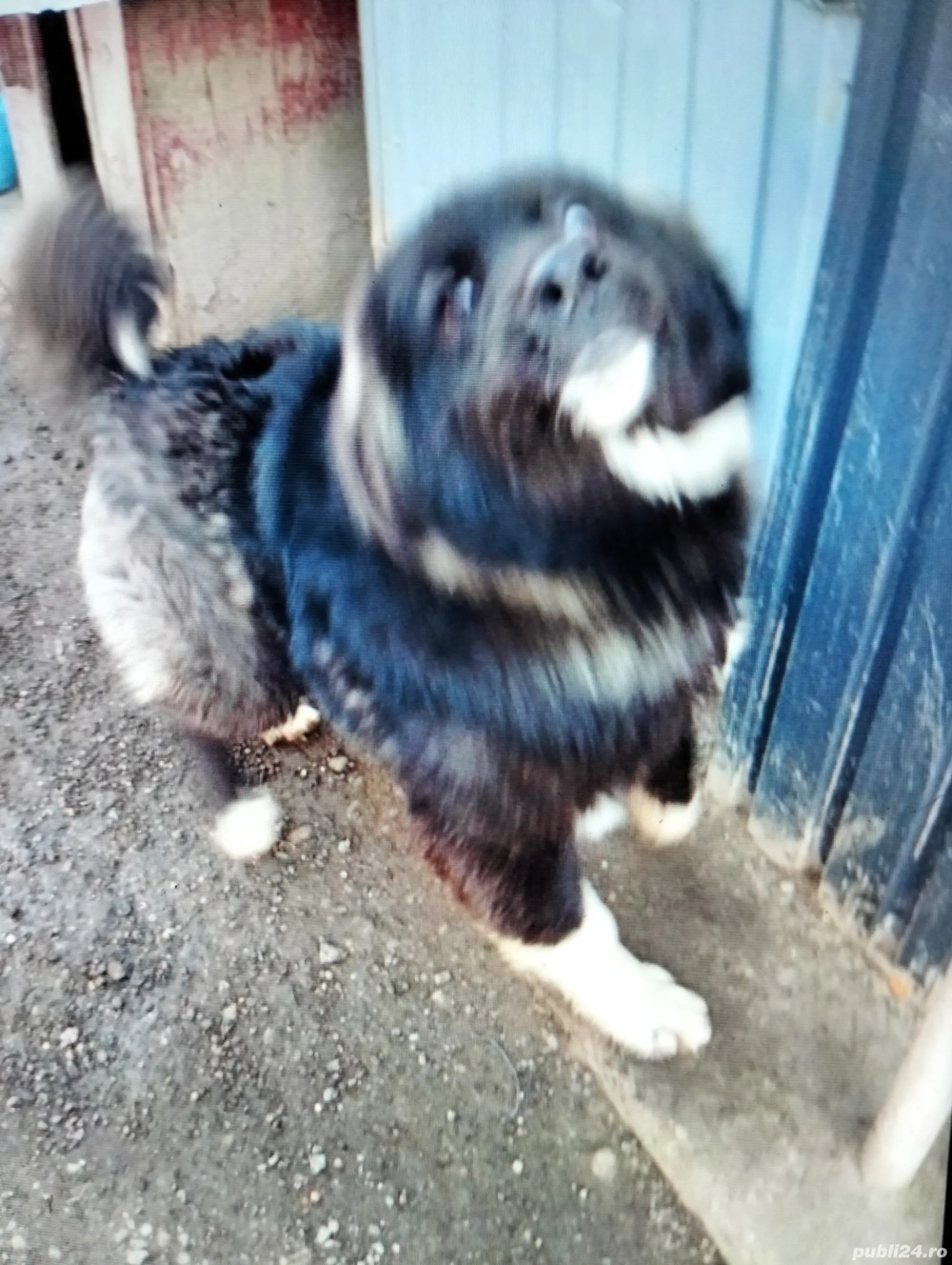 Vind catelusa rasă de Ciobanesc de Bucovina corb 